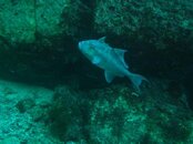 IMG_0036 Blue Fish.jpg