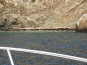 IMG_0002 - Sea Lions.jpg