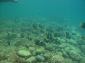 IMG_0064 All these fish.jpg