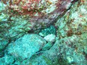 IMG_0121 Octopus 1.jpg