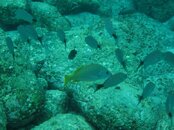 IMG_0048 More fish.jpg
