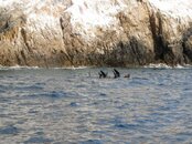 IMG_0074 Bye Now.jpg