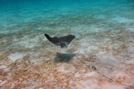 08312011TorisReefSpottedEagleRay.jpg