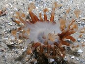 Blue Heron Bridge Sea Anemone eating.jpg