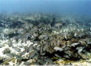 img036snapper.jpg