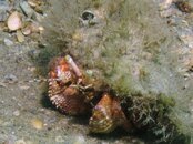 Blue Heron Bridge Hermit Crab.jpg