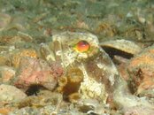 Blue Heron Bridge Jawfish Profile.jpg