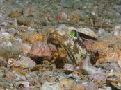 Blue Heron Bridge Jawfish.jpg