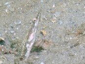 Blue Heron Bridge Pike Blenny.jpg