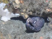 Blue Heron Bridge Speckled Eel.jpg