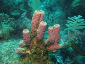 Roatan15.jpg