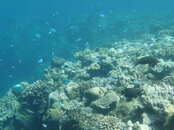 Brown Parrot like fish (2).JPG