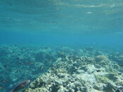 Parrotfish.JPG
