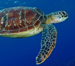 IMG_3250.jpg