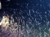 Snapshot of Krill Bio.JPG