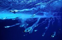 antarctic-diving-penguins.jpg