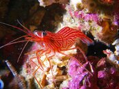 peppermint shrimp 2011 08 14 12.jpg