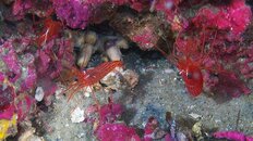 peppermint shrimp 2011 09 11 02.jpg