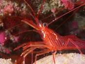 peppermint shrimp 2011 09 11 10.jpg