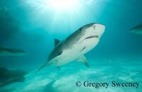 sharkpic-5.jpg