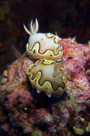 15730-Nudibrach.jpg