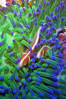 15564-Nemo.jpg