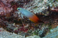 15672-Flame-Blenny.jpg