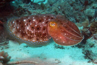 15447-Cuttle-Fish.jpg