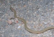 Blue Heron Bridge Night Key Worm Eel.jpg