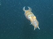 Blue Heron Bridge Night Reef Squid.jpg