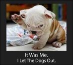Let the Dogs out.jpg
