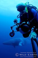 AUS_GBR Dwarf Minke Whales ©11 Thomas Baechtold 697.jpg