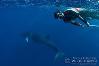 AUS_GBR Dwarf Minke Whales ©11 Thomas Baechtold 1037.jpg