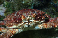 Clinging Channel Crab.JPG