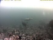 RaceRocksUnderwaterCamera_2011-10-02_085452.jpg