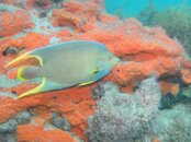 Blue Heron Bridge Queen Angel on Dark Volcano Sponge.jpg