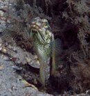 jawfish1.jpg