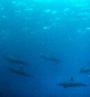 Copy of Lanai charter with dolphins 013.jpg