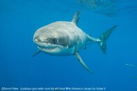 _DSC0243.jpg _DSC0243.jpg