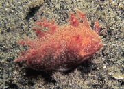 Unknow_Nudibranch1_0409.jpg