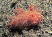 Unknown_Nudibranch2_0409.jpg