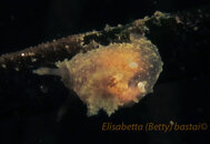 Unknown_Nudibranch2_0478.jpg