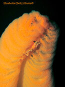 OSeaPen_SSculpin_0526.jpg