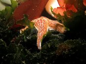 12 Starfish (Unknown).jpg