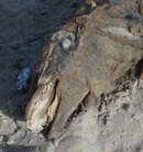 sea monster1.jpg