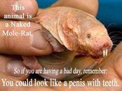 Naked Mole-rat.jpg