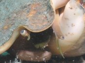 Blue Heron Bridge Queen Conch eyes.jpg