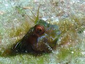 Blue Heron Bridge Seaweed Blenny.jpg