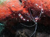 Blue Heron Bridge Banded Coral Shrimp.jpg