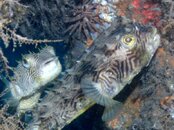 Blue Heron Bridge Striped Burrfish.jpg